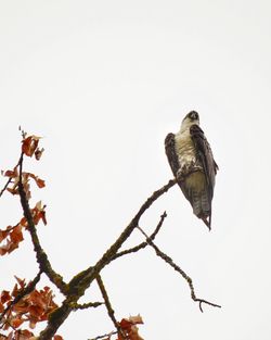 Low angle view of bird perching on branch against sky