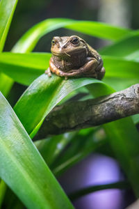 Close-up of lizard on plant