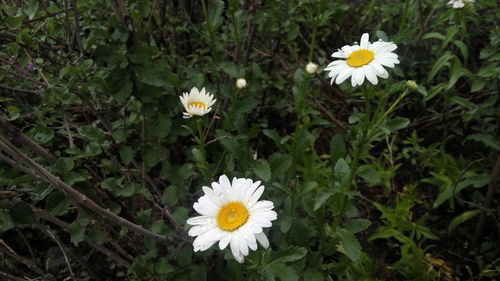 Close-up of daisies blooming outdoors