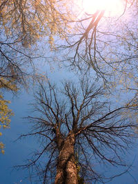 Low angle view of bare tree against sky