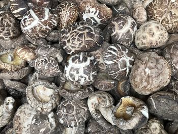 Full frame shot of snake