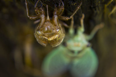 Close-up of turtle in water