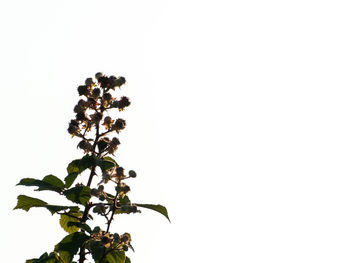 Low angle view of flowering plant against clear sky