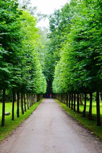 Road amidst trees in park