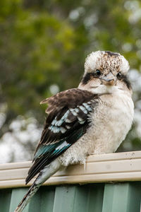 Close-up of bird perching on railing