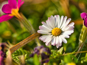 Close-up of pink flowering plant