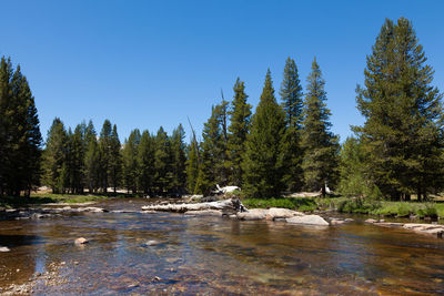 Scenic view of lake in forest against clear blue sky