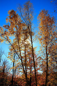 Low angle view of trees against sky during autumn