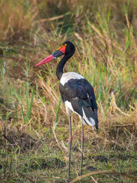 Bird perching on grass