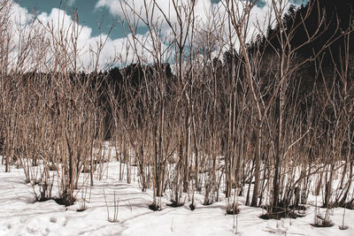 Snow covered land and trees on field