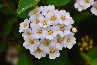 Close-up of white flowers blooming outdoors