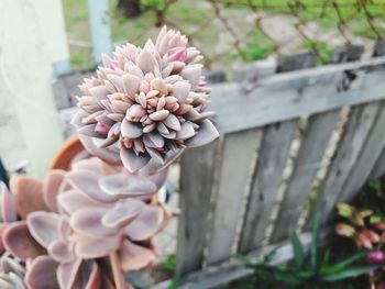 Close-up of hand holding flower