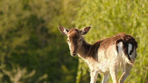 Close-up of deer against trees