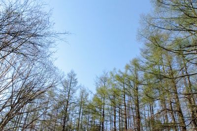 Low angle view of trees in forest against clear sky