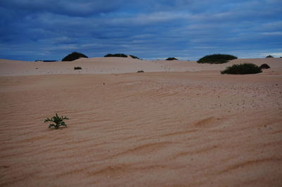 Scenic view of desert against sky