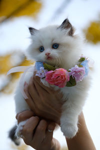 Close-up of hand holding white kitten