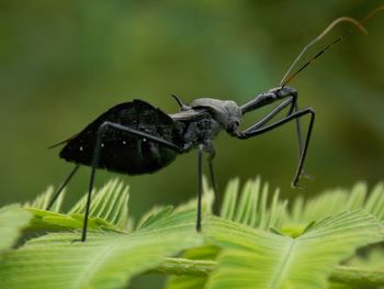 Close-up of insect on plant