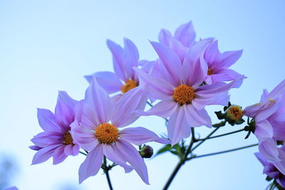 Close-up of purple flowering plant