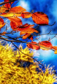 Low angle view of flowers against blue sky