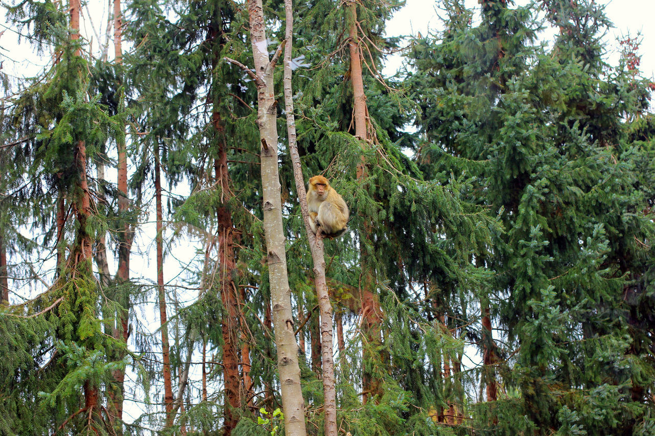 LOW ANGLE VIEW OF HORSE ON TREE