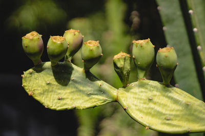 Close-up of prickly pear cactus