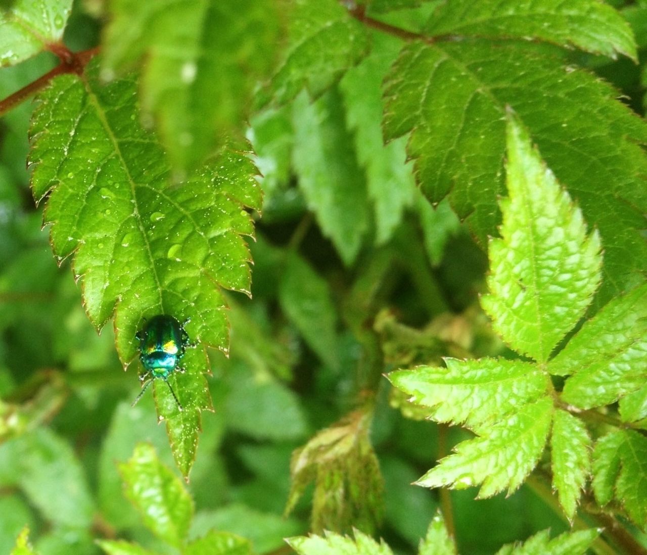 Beatle in my garden