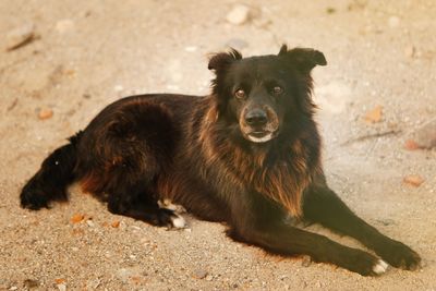 Portrait of dog lying on field