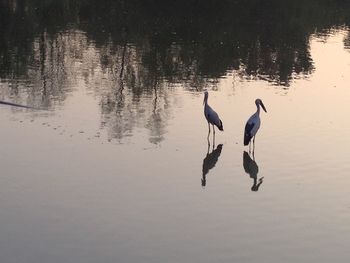 Ducks on lake