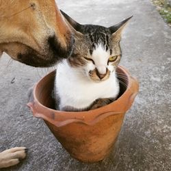 Close-up of cat by dog in potted plant