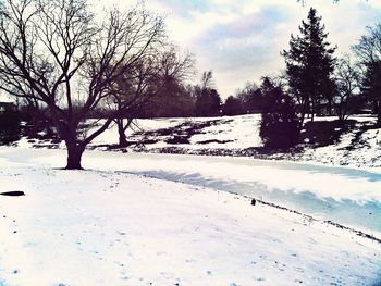 Bare trees on snow covered field