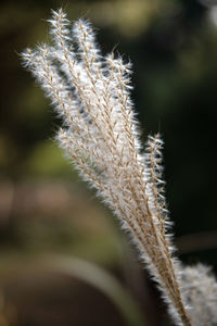 Close-up of silver grass growing outdoors during autumn 