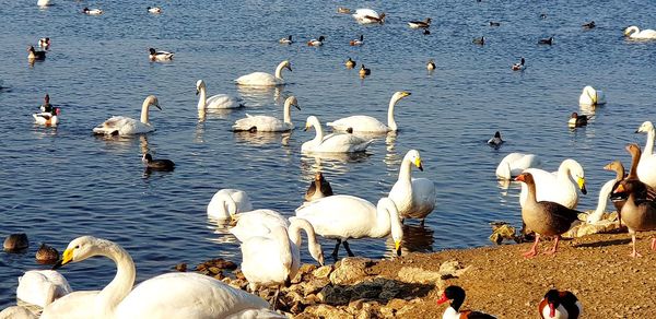 High angle view of swans and ducks in lake