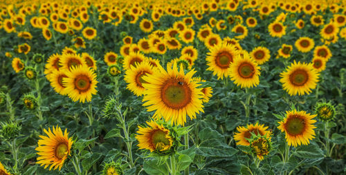 Full frame shot of sunflowers blooming in field