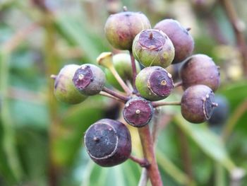 Close-up of fruits growing on plant