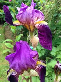 Close-up of purple flowers