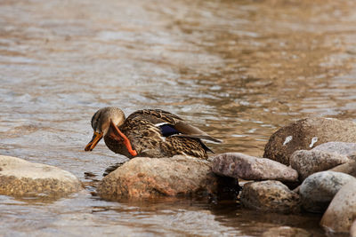 Duck on lake