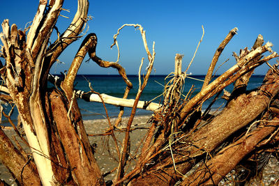 Close-up of driftwood on beach against blue sky