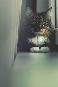 Close-up portrait of a cat