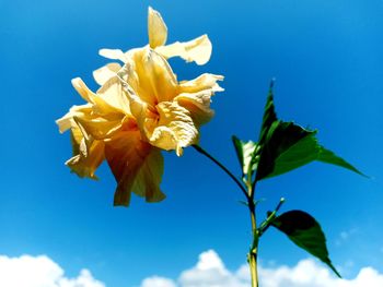 Close-up of yellow flowering plant against blue sky