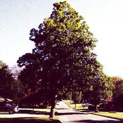 Trees in the dark