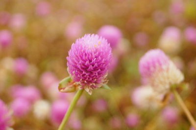 Close-up of pink flowering plant