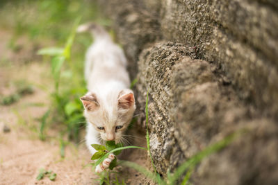 Portrait of a cat