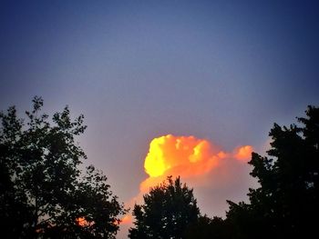 Low angle view of trees against sky