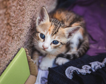 Close-up portrait of kitten sitting