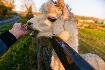 Close-up of hand feeding outdoors