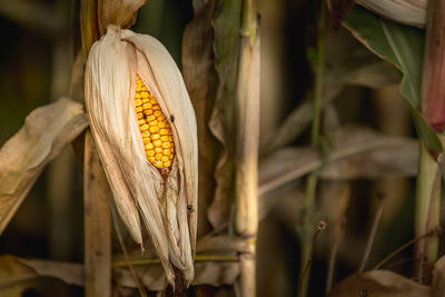 Close-up of corn on plant