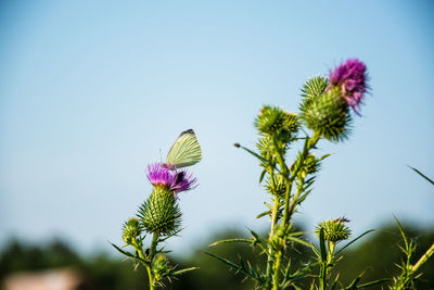 Low angle view of purple flowering plant against sky