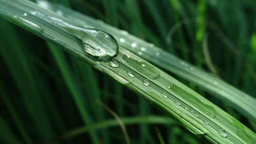 Close-up of wet plant