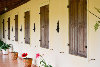 Potted plants outside house