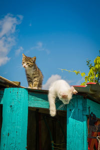 Cat sitting on a wall